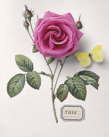 Floral Decoupage I Art Print by Camille Soulayrol